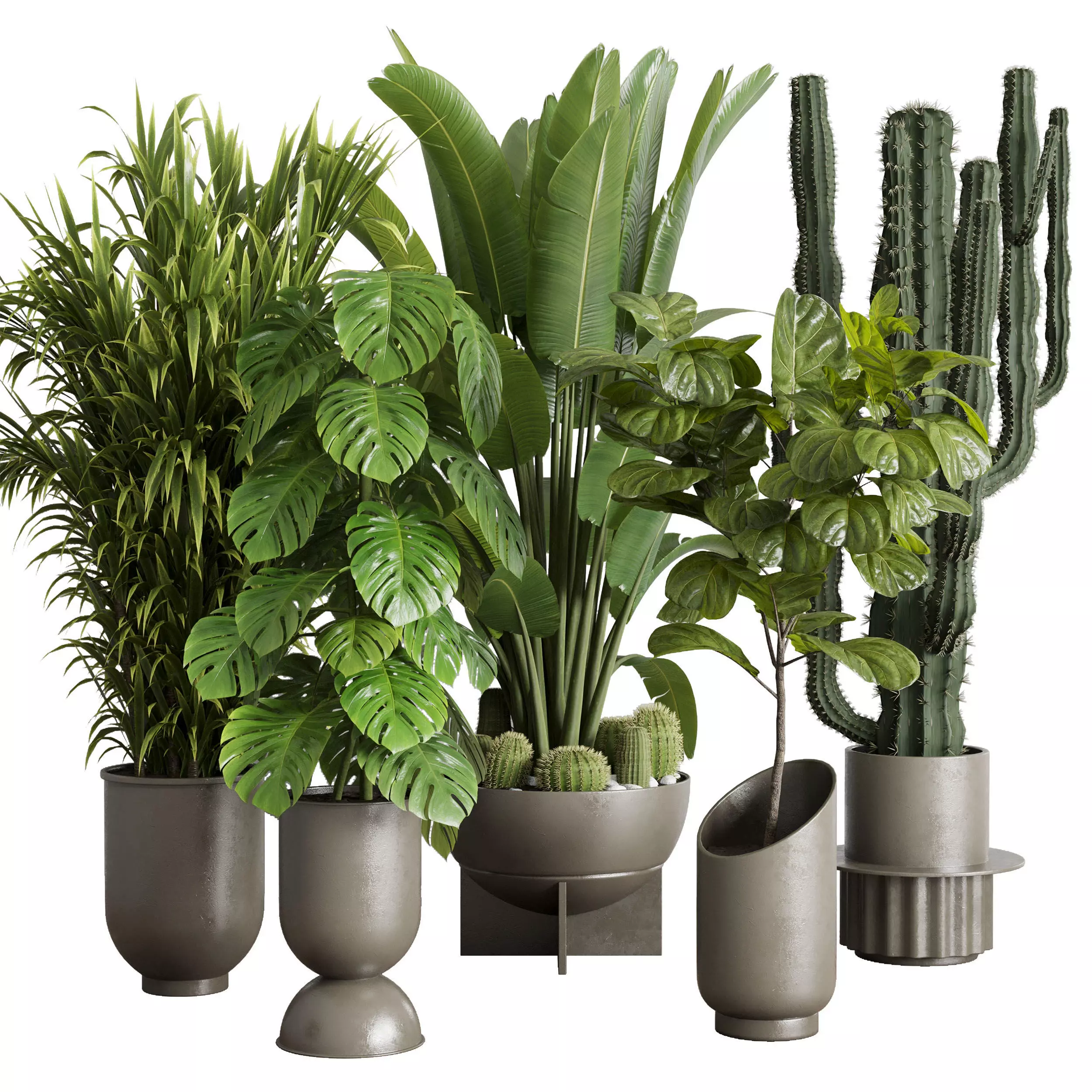indoor plant set 353 ravenala palm lyrata cactus concrete dirt Low-poly 3D model_0