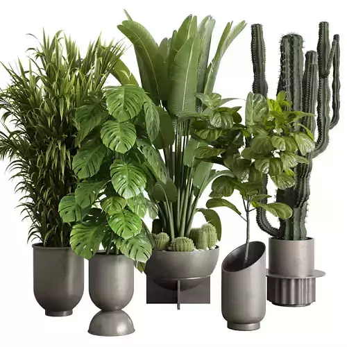 indoor plant set 353 ravenala palm lyrata cactus concrete dirt Low-poly 3D model indoor plant set 353 ravenala palm lyrata cactus concrete dirt Low-poly 3D model