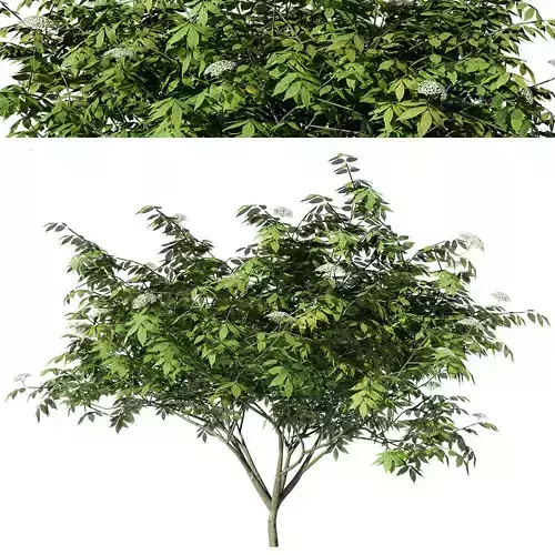 Sambucus tree