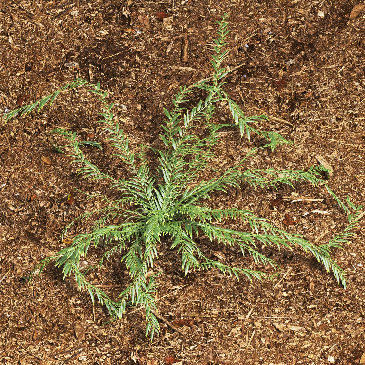 Grass eucalyptus plant 3D model
