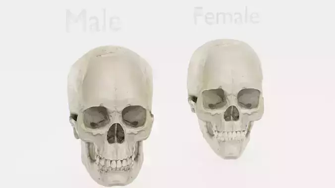 male and female skull Free 3D model