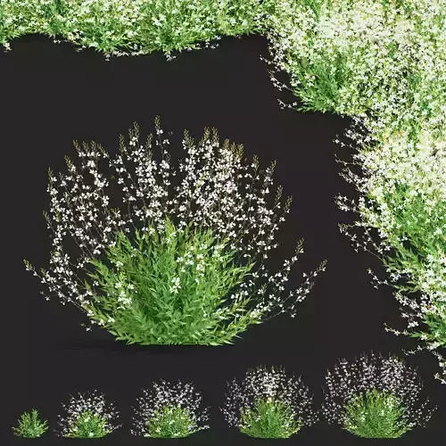 Gaura lindheimeri flower