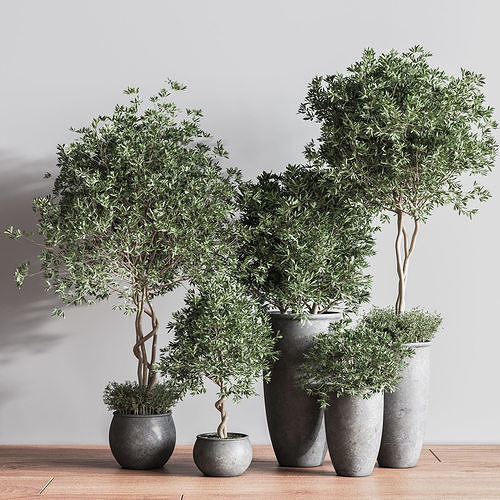 IndoorSetPlant39 three eucalyptus trees in pots 3D model