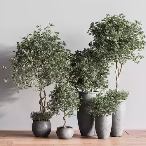 IndoorSetPlant39 three eucalyptus trees in pots