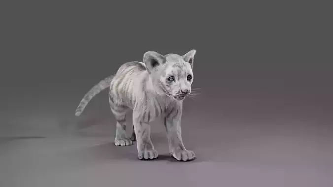 Fur White Tiger Cub Rigged in Blender 