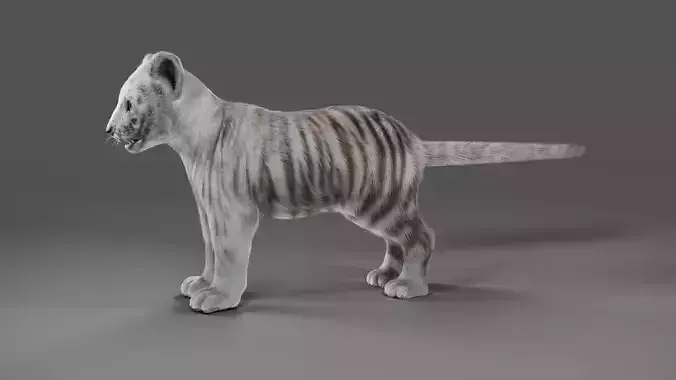 Fur White Tiger Cub No Rigged