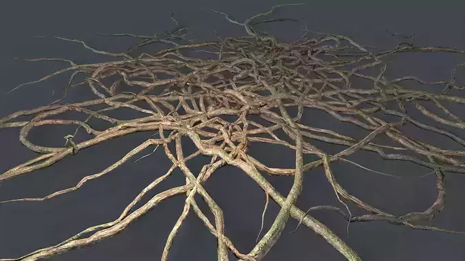 Wood Roots