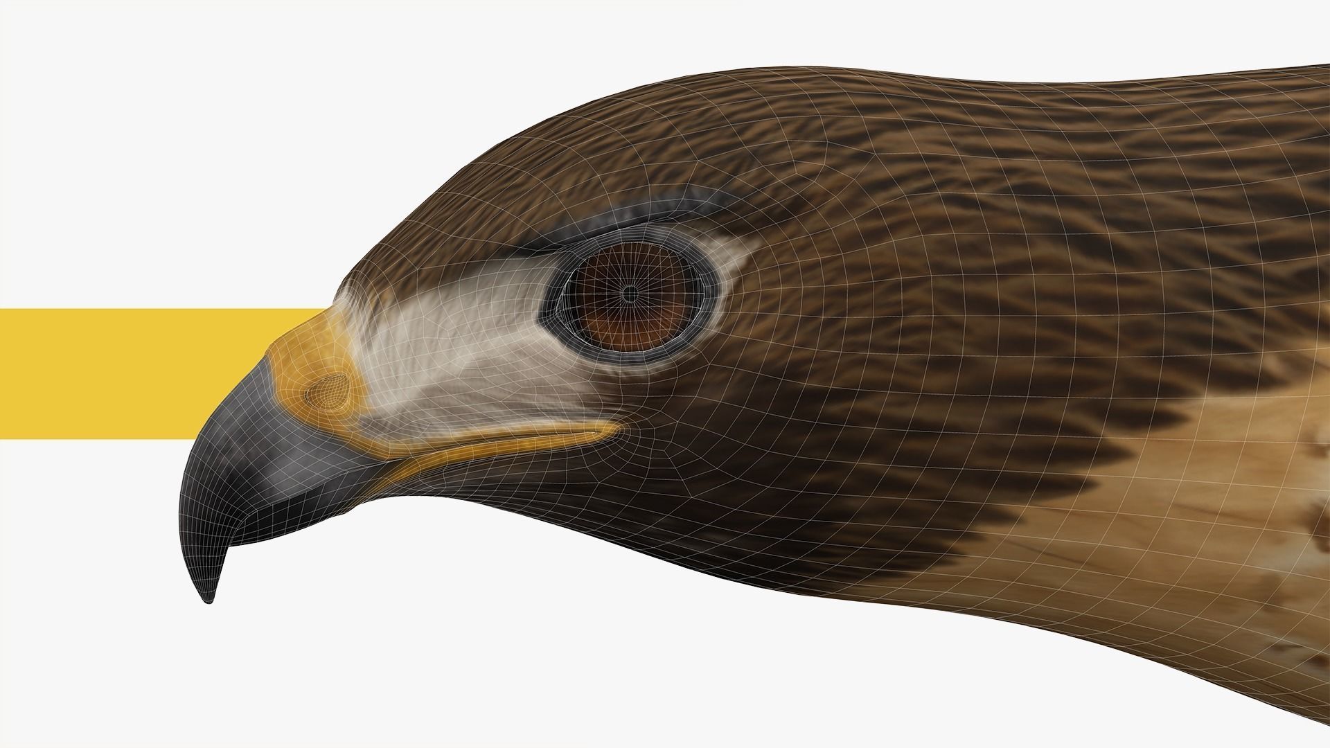 Stunning 3D Model of a Majestic Falcon Wildlife Enthusiasts Low-poly 3D model_14