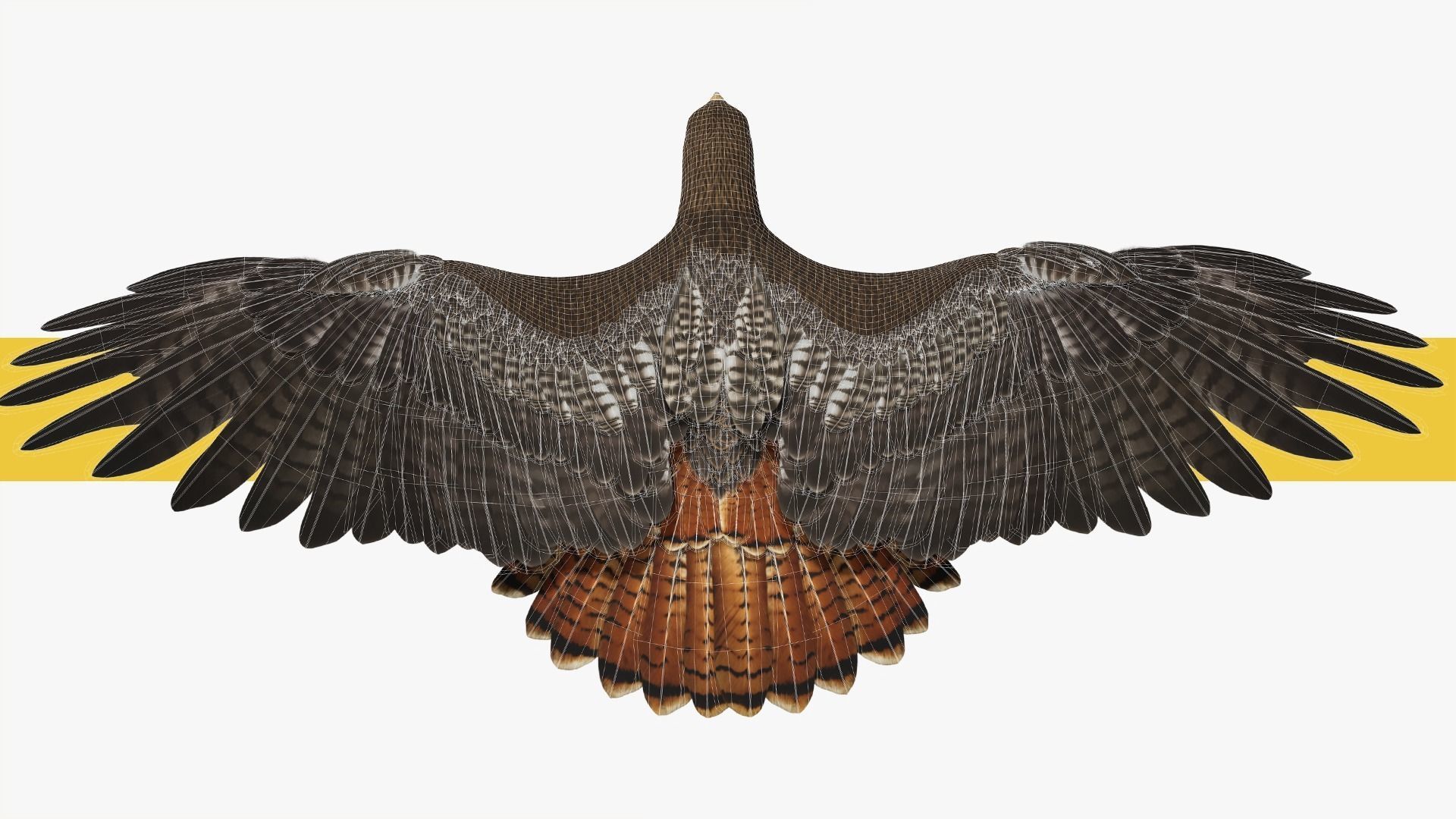Stunning 3D Model of a Majestic Falcon Wildlife Enthusiasts Low-poly 3D model_4