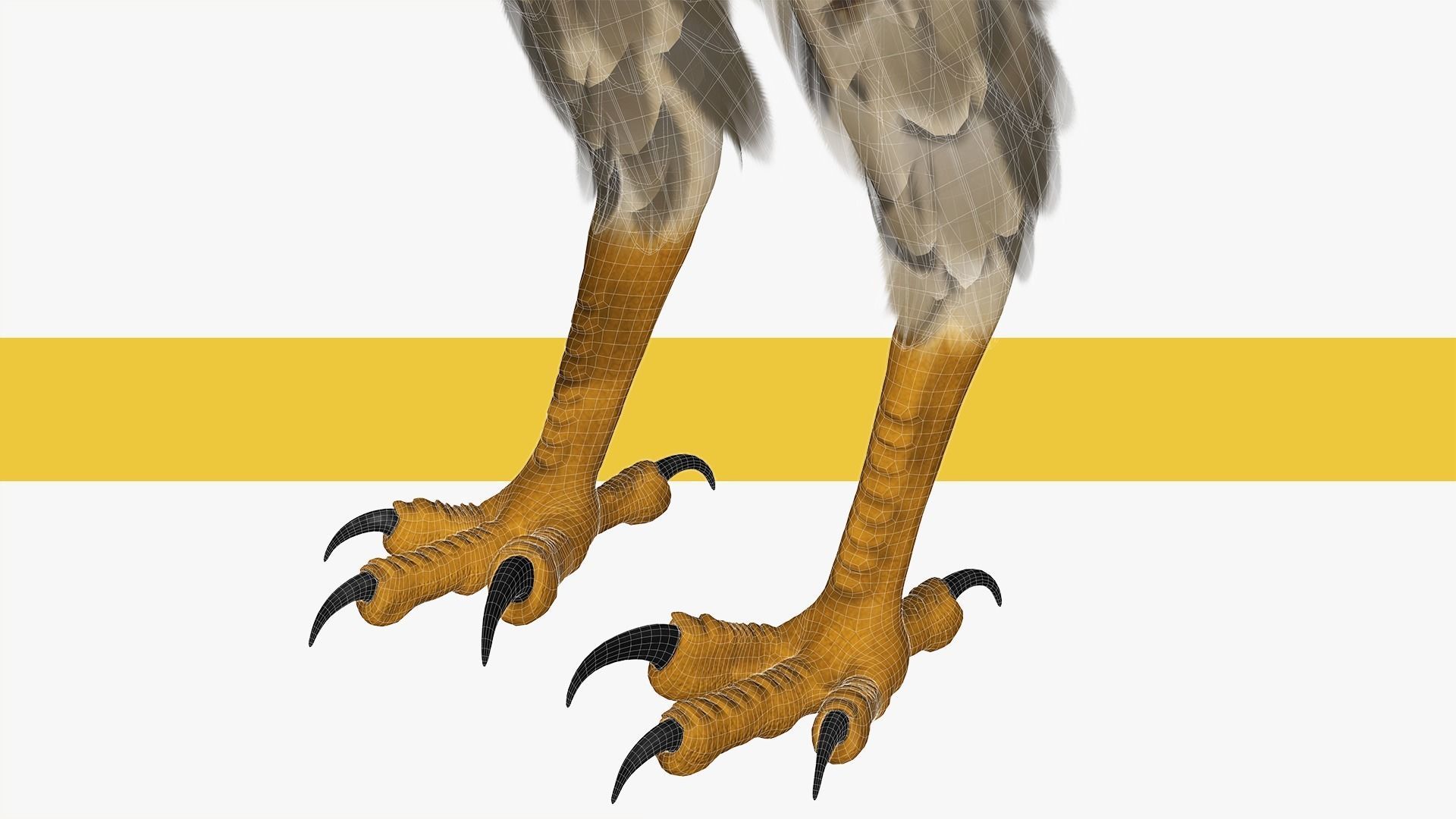 Stunning 3D Model of a Majestic Falcon Wildlife Enthusiasts Low-poly 3D model_15