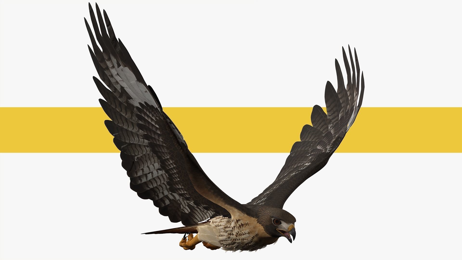 Stunning 3D Model of a Majestic Falcon Wildlife Enthusiasts Low-poly 3D model_8