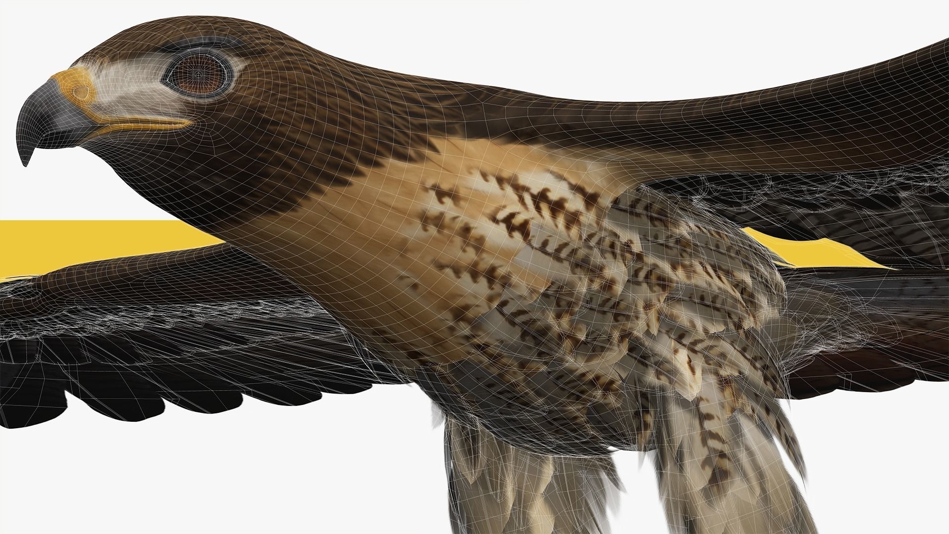 Stunning 3D Model of a Majestic Falcon Wildlife Enthusiasts Low-poly 3D model_13