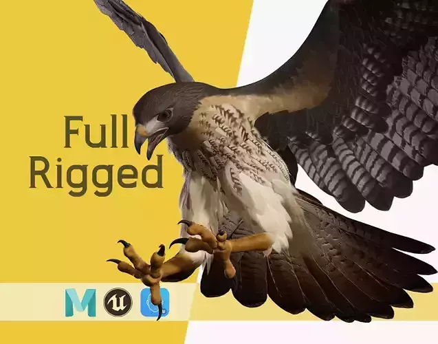 Stunning 3D Model of a Majestic Falcon Wildlife Enthusiasts Low-poly 3D model