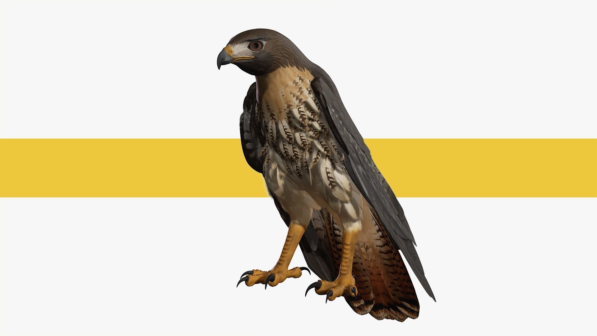 Stunning 3D Model of a Majestic Falcon Wildlife Enthusiasts Low-poly 3D model_7