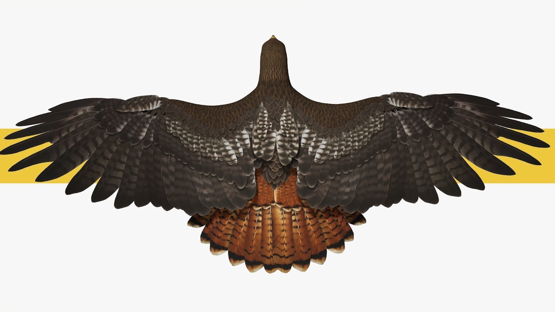 Stunning 3D Model of a Majestic Falcon Wildlife Enthusiasts Low-poly 3D model_3