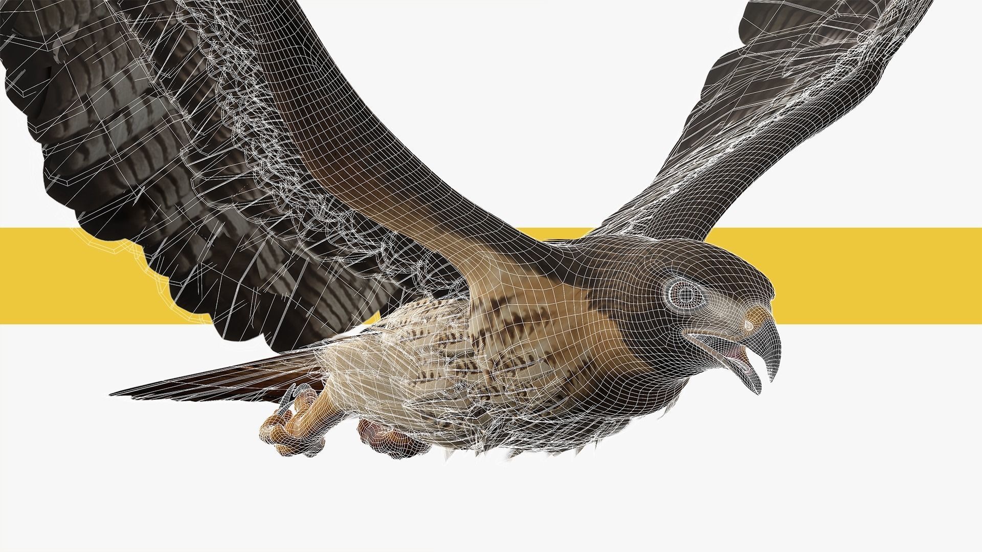 Stunning 3D Model of a Majestic Falcon Wildlife Enthusiasts Low-poly 3D model_10