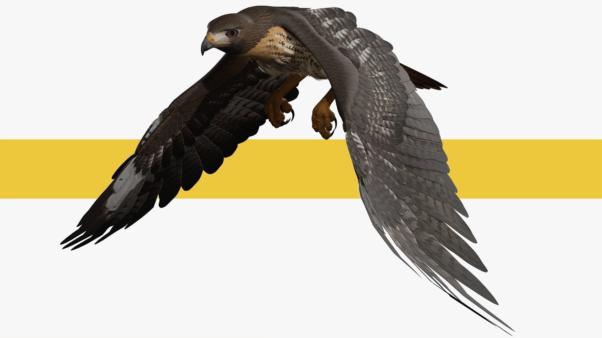 Stunning 3D Model of a Majestic Falcon Wildlife Enthusiasts Low-poly 3D model_5