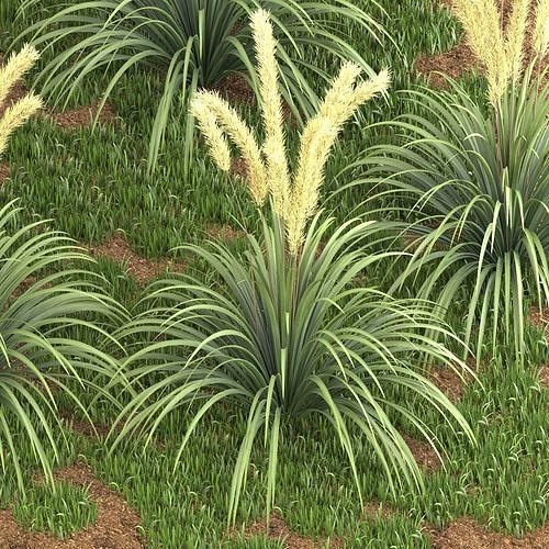 Pampas Grass 3D model