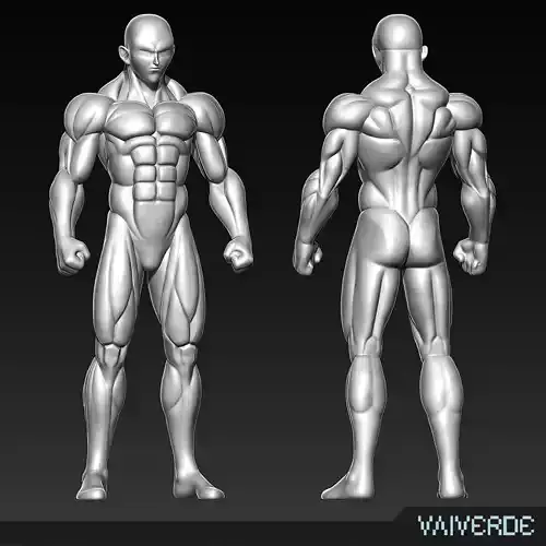 STYLIZED ANATOMY MODEL