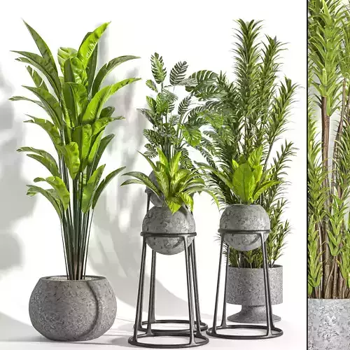 Collaction Indoor plant vol 31 3D model