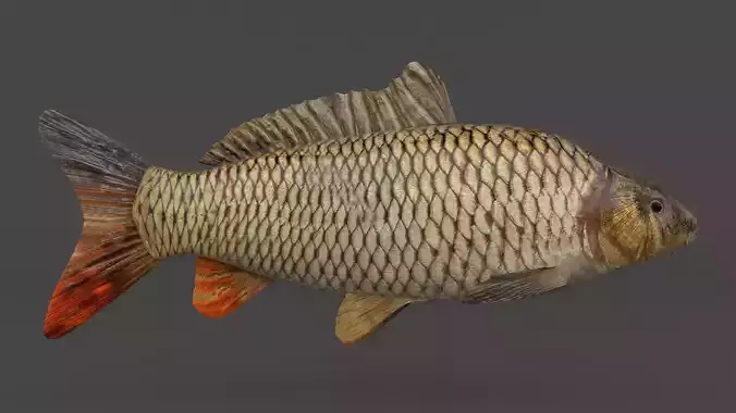 Carp Fish