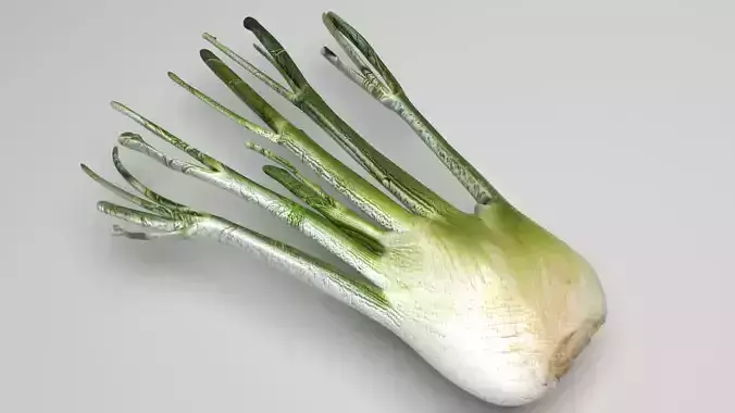 Fennel Bulb 3D model