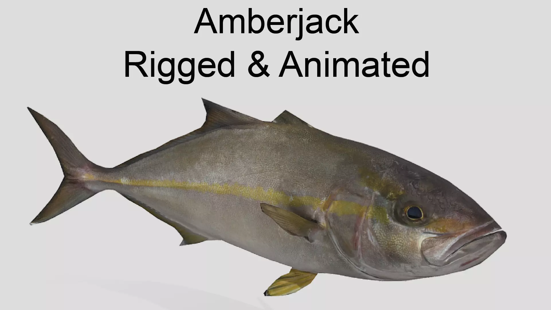 Amberjack Realistic Animated Low-poly 3D model