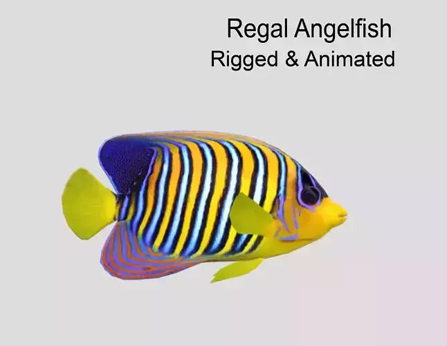 Regal Angelfish Realistic Animated Low-poly 3D model