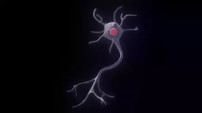 Multipolar Neuron