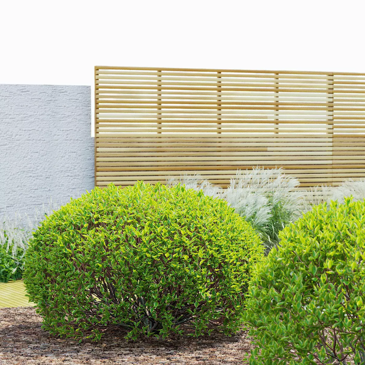 Cornus alba spaethii 3D model