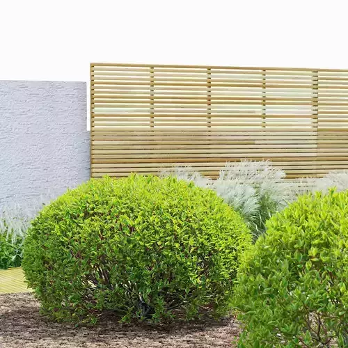 Cornus alba spaethii