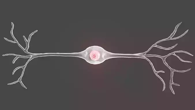 Bipolar Neuron 3D model