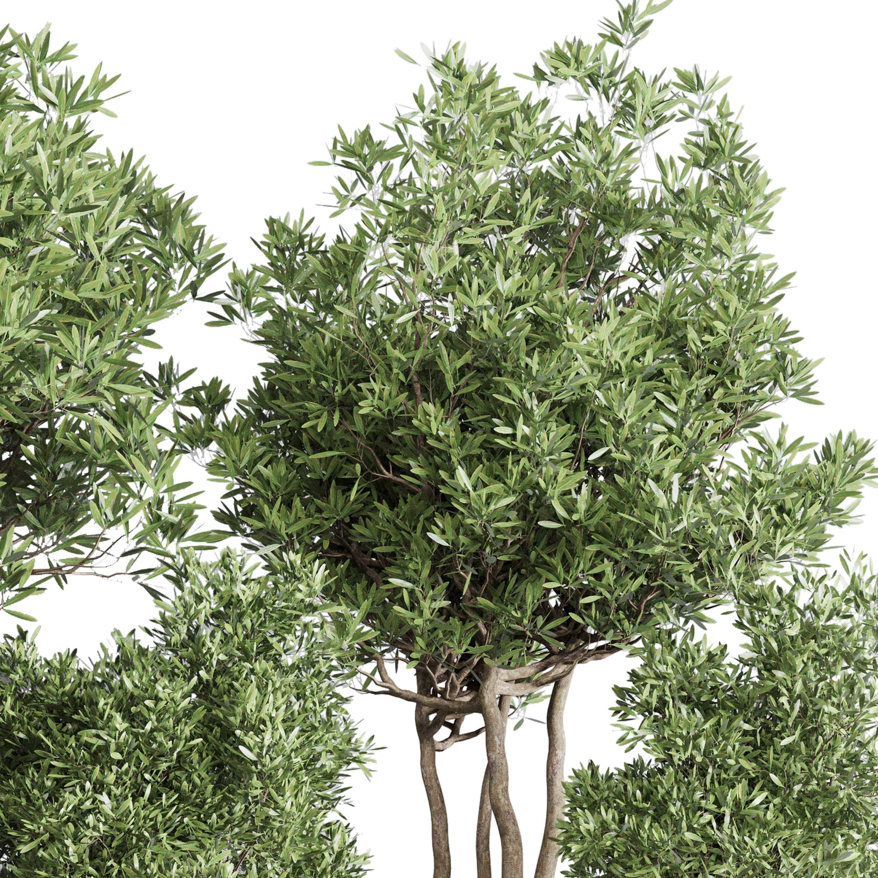 Indoor plant set 354 plant tree vase dirty concrete Low-poly 3D model_4