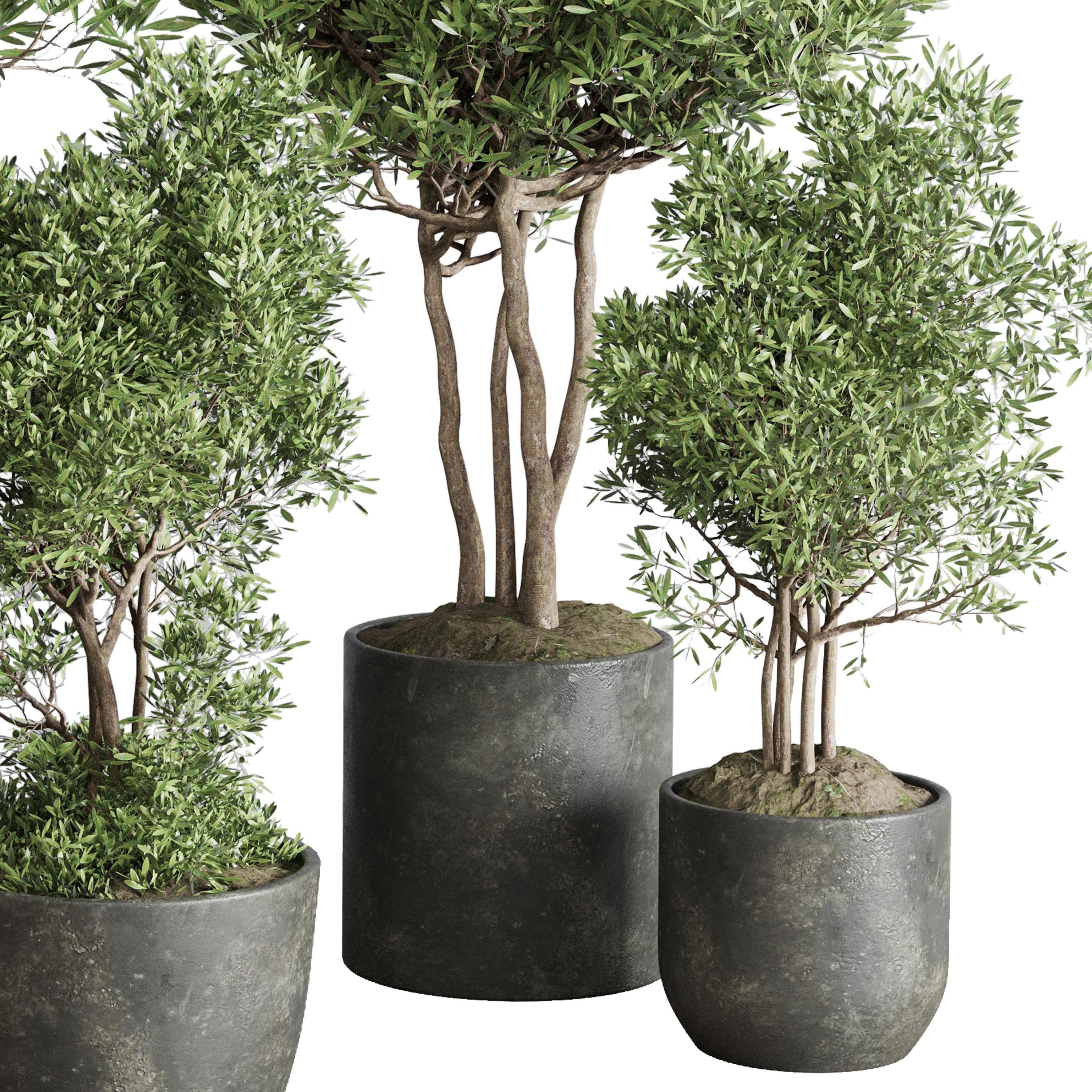 Indoor plant set 354 plant tree vase dirty concrete Low-poly 3D model_3