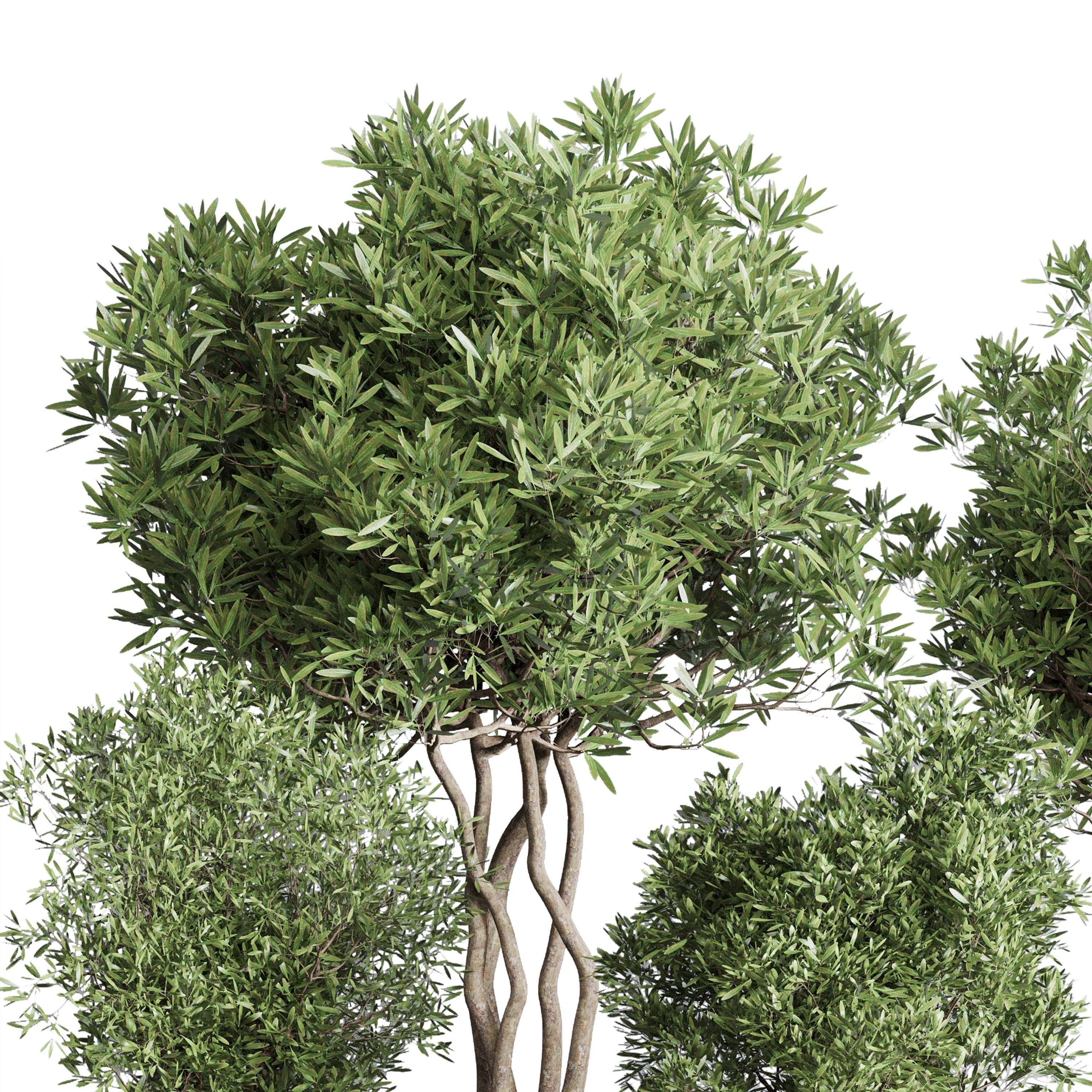 Indoor plant set 354 plant tree vase dirty concrete Low-poly 3D model_5