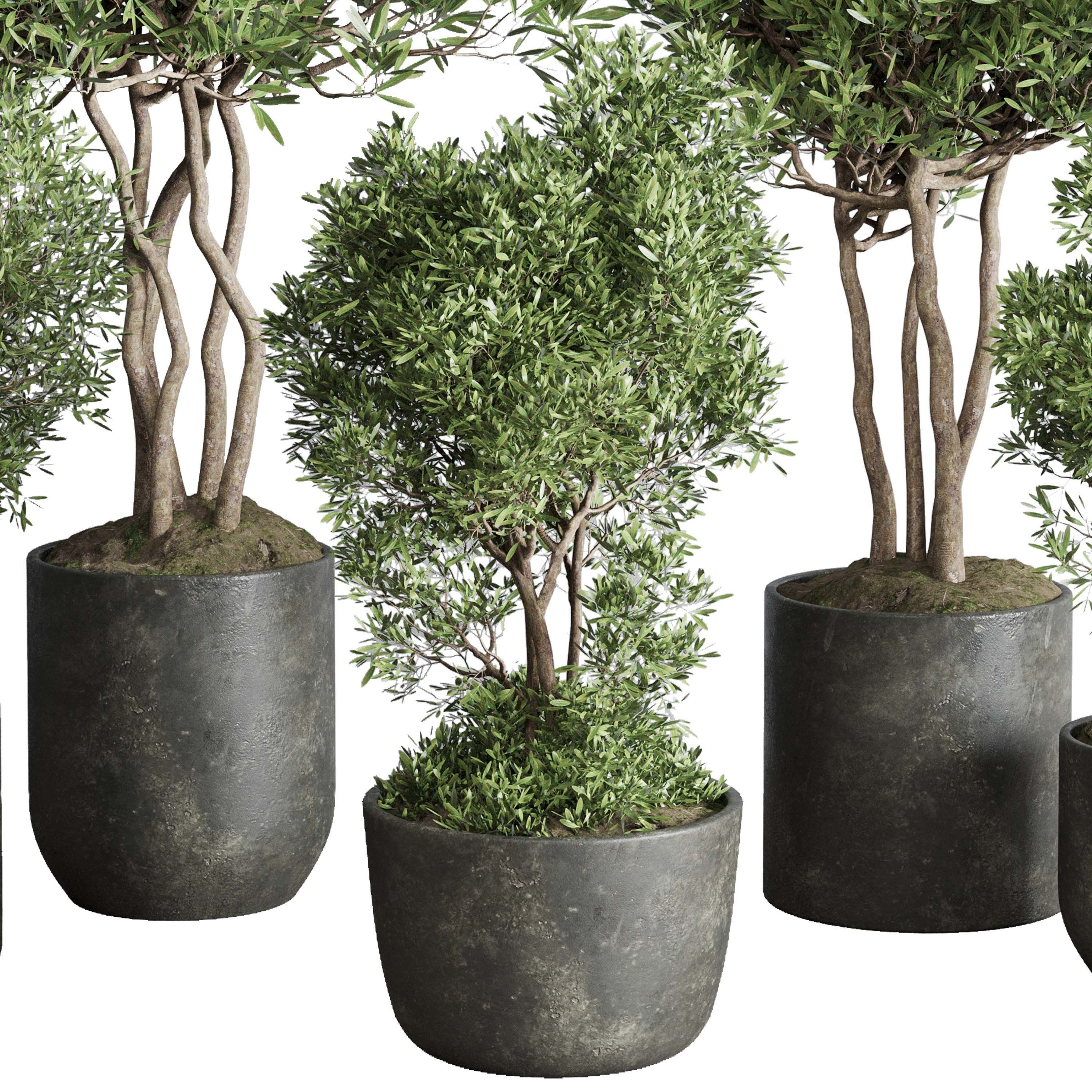 Indoor plant set 354 plant tree vase dirty concrete Low-poly 3D model_1