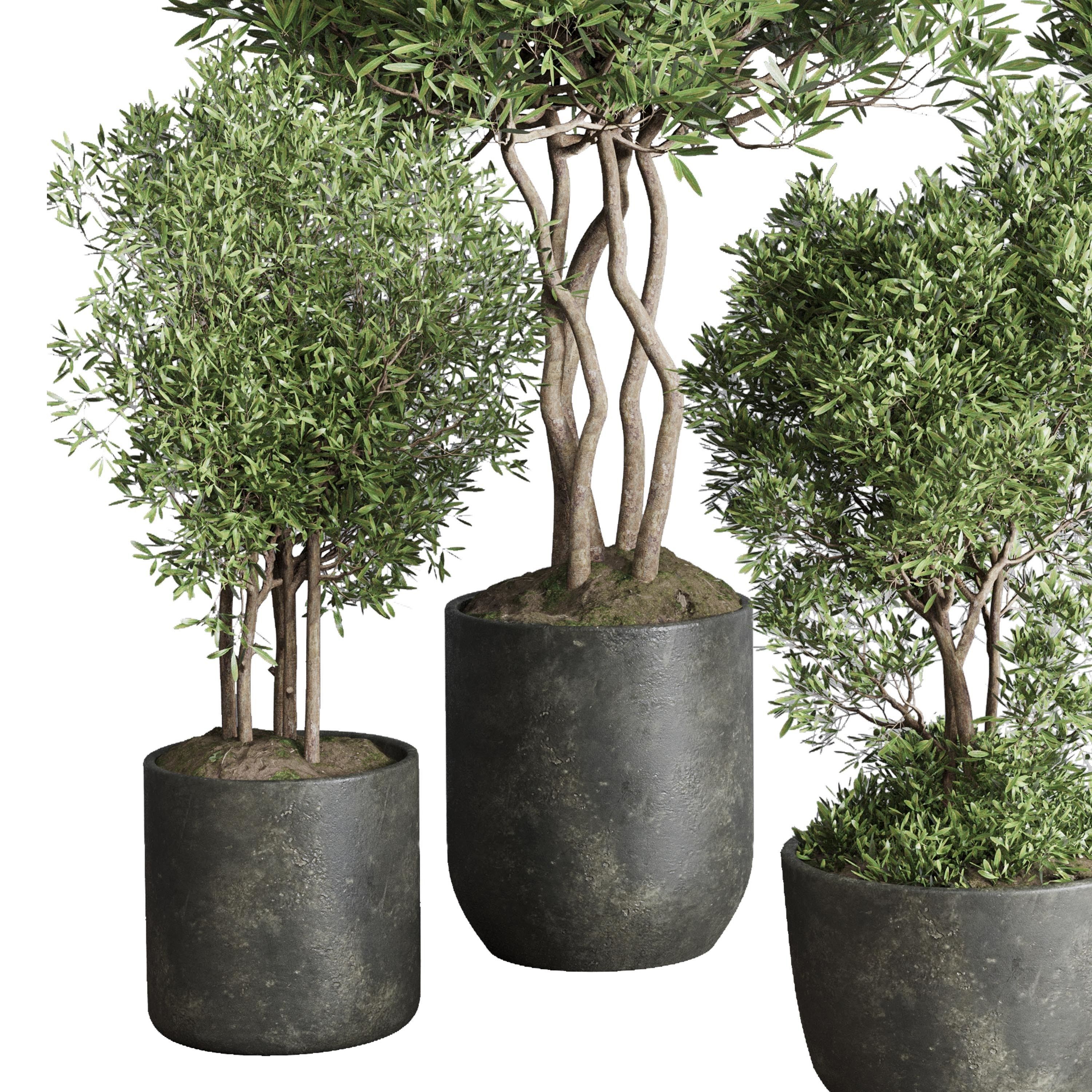 Indoor plant set 354 plant tree vase dirty concrete Low-poly 3D model_2