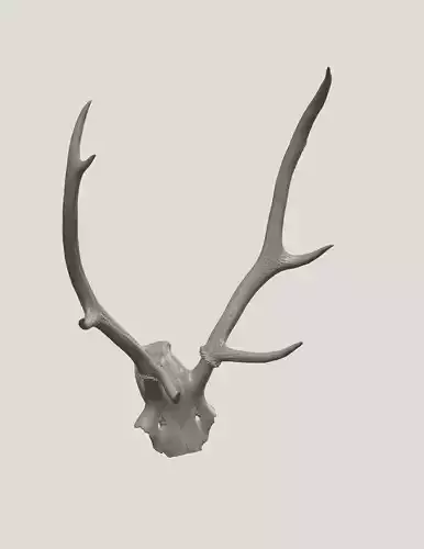 Antler of a deer 3D SCAN 3D print model