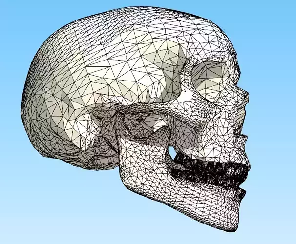 Skull 3D model design 