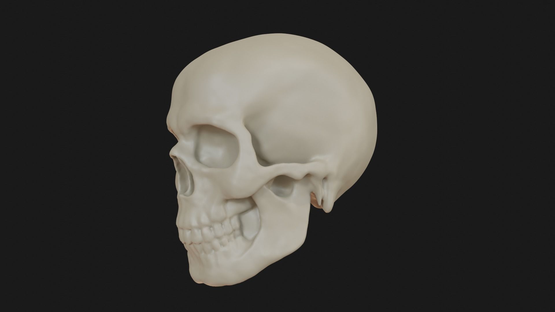 Male human skull 3D model_5