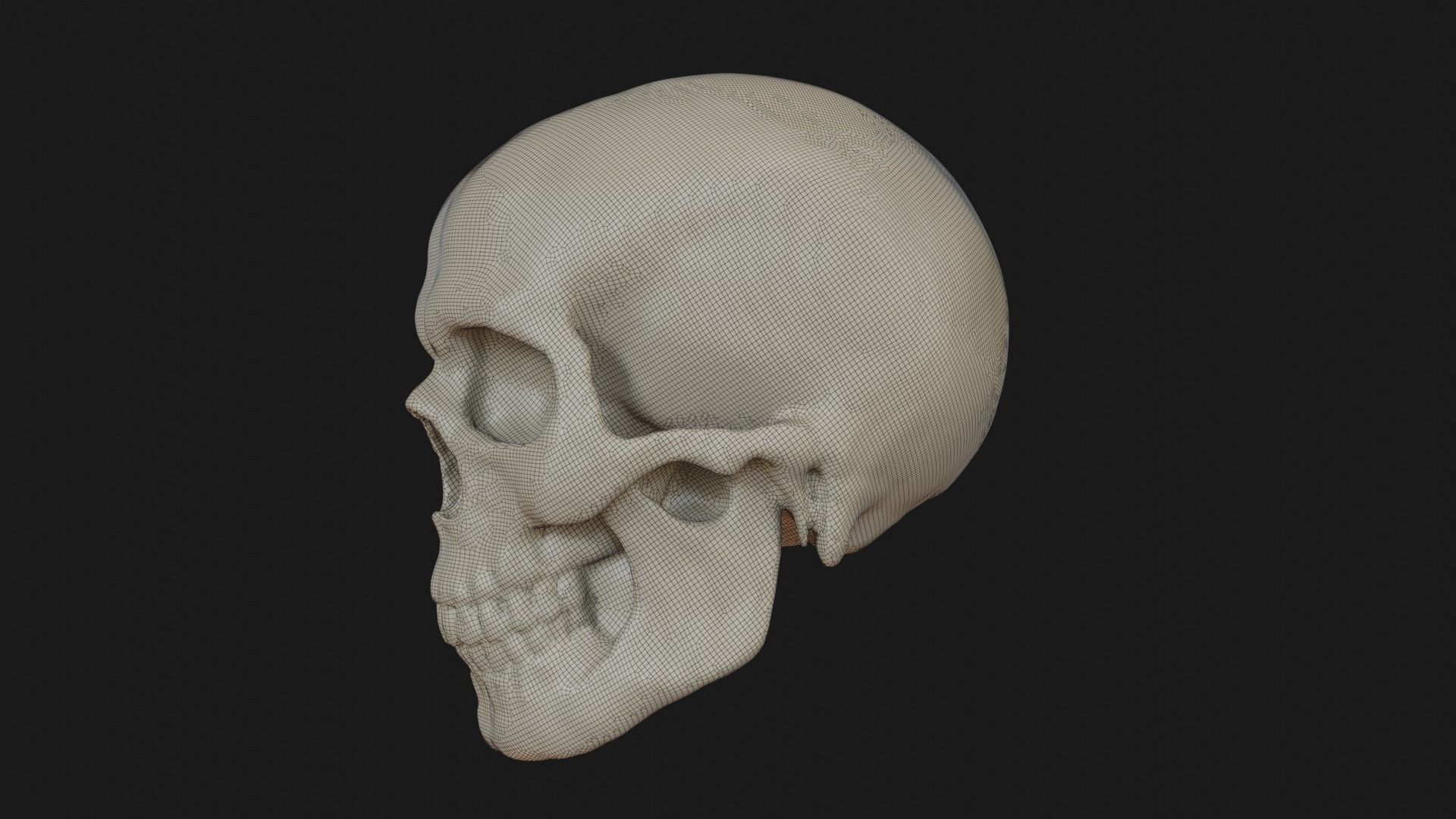 Male human skull 3D model_20
