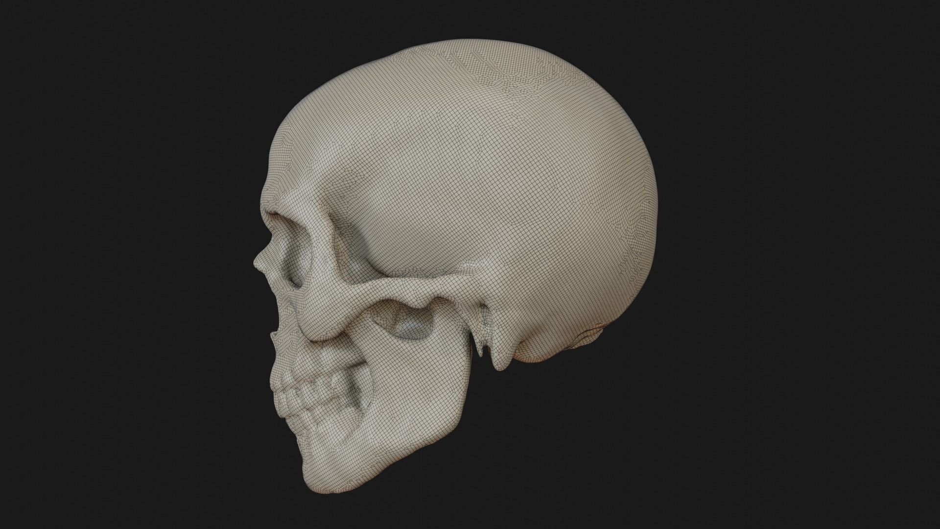 Male human skull 3D model_35