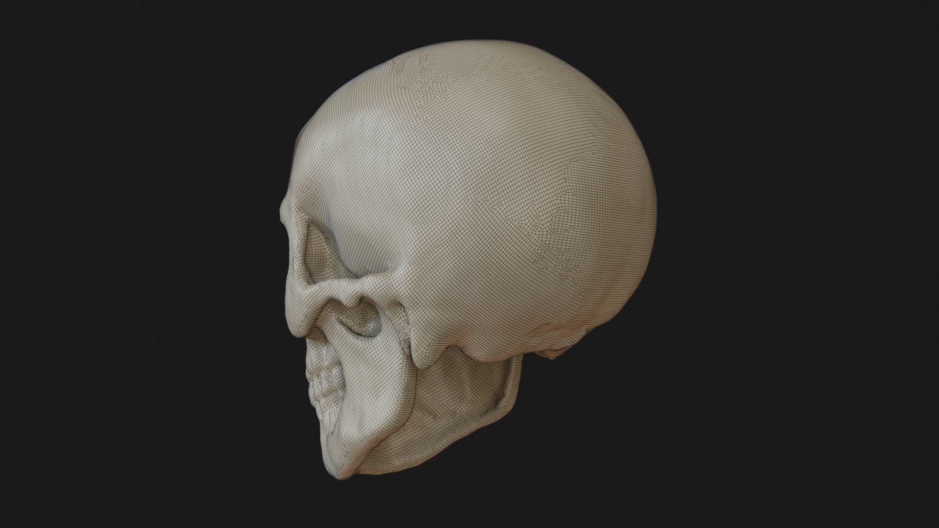Male human skull 3D model_23