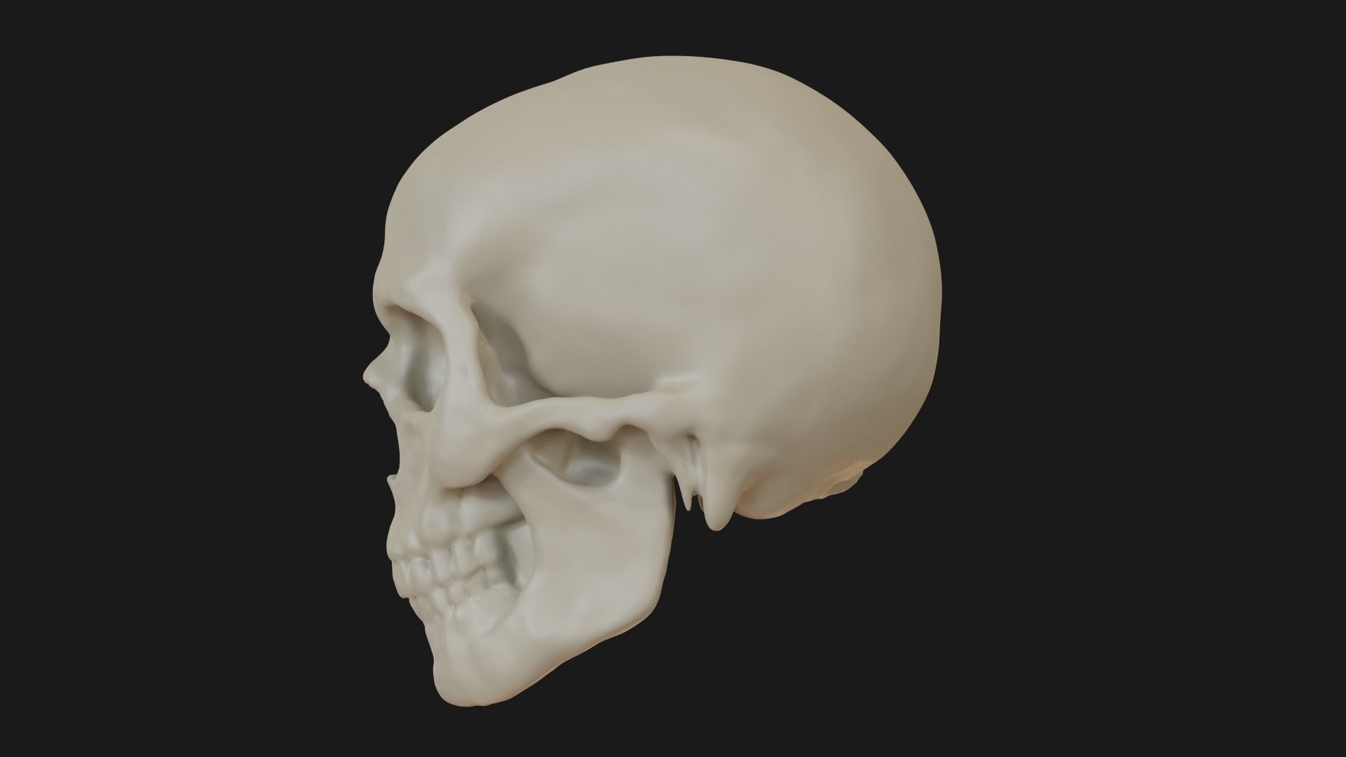 Male human skull 3D model_7