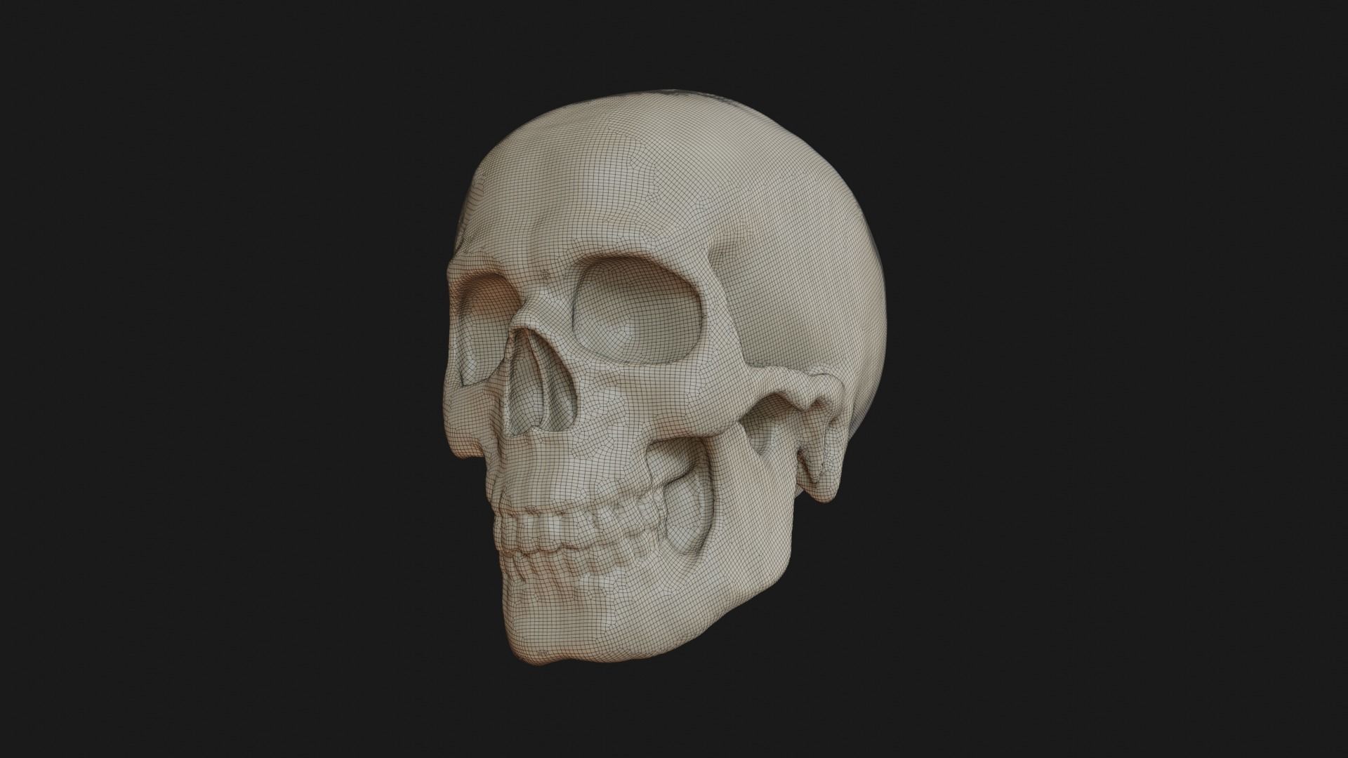 Male human skull 3D model_37