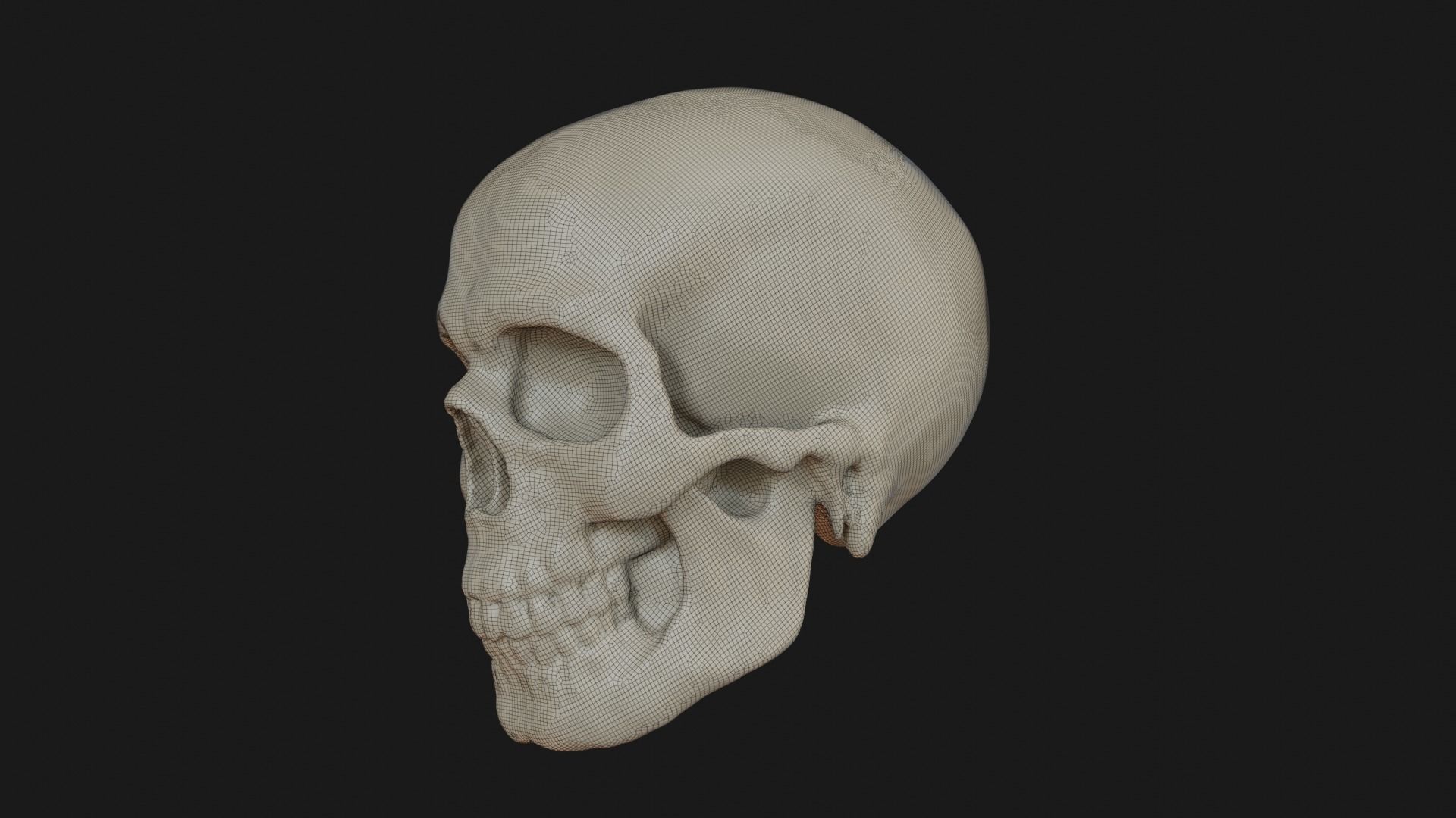 Male human skull 3D model_19