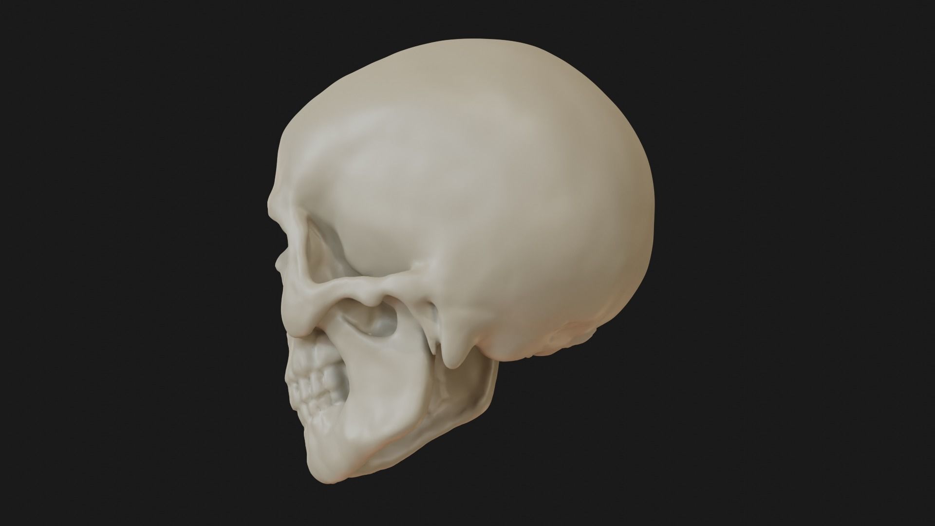 Male human skull 3D model_8