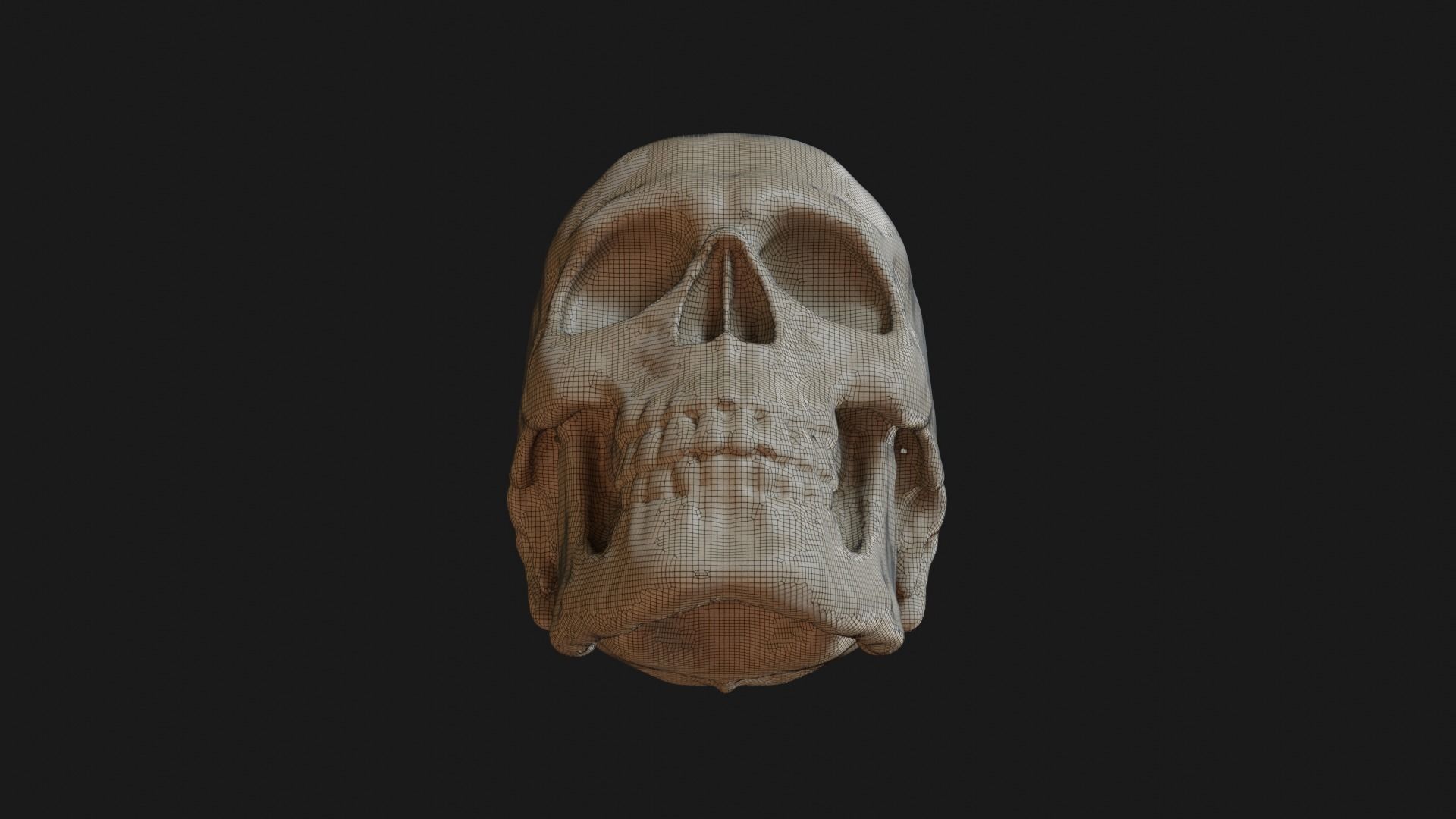 Male human skull 3D model_26