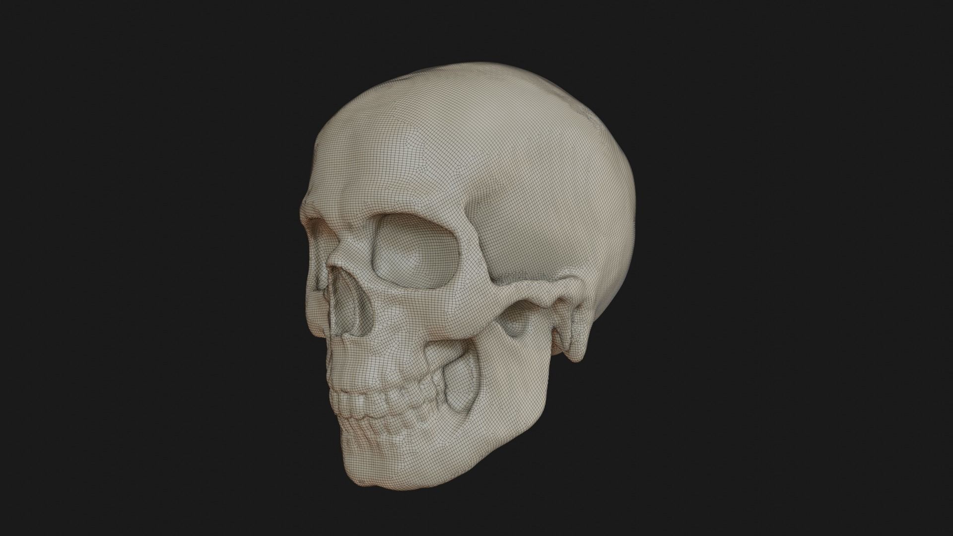 Male human skull 3D model_38