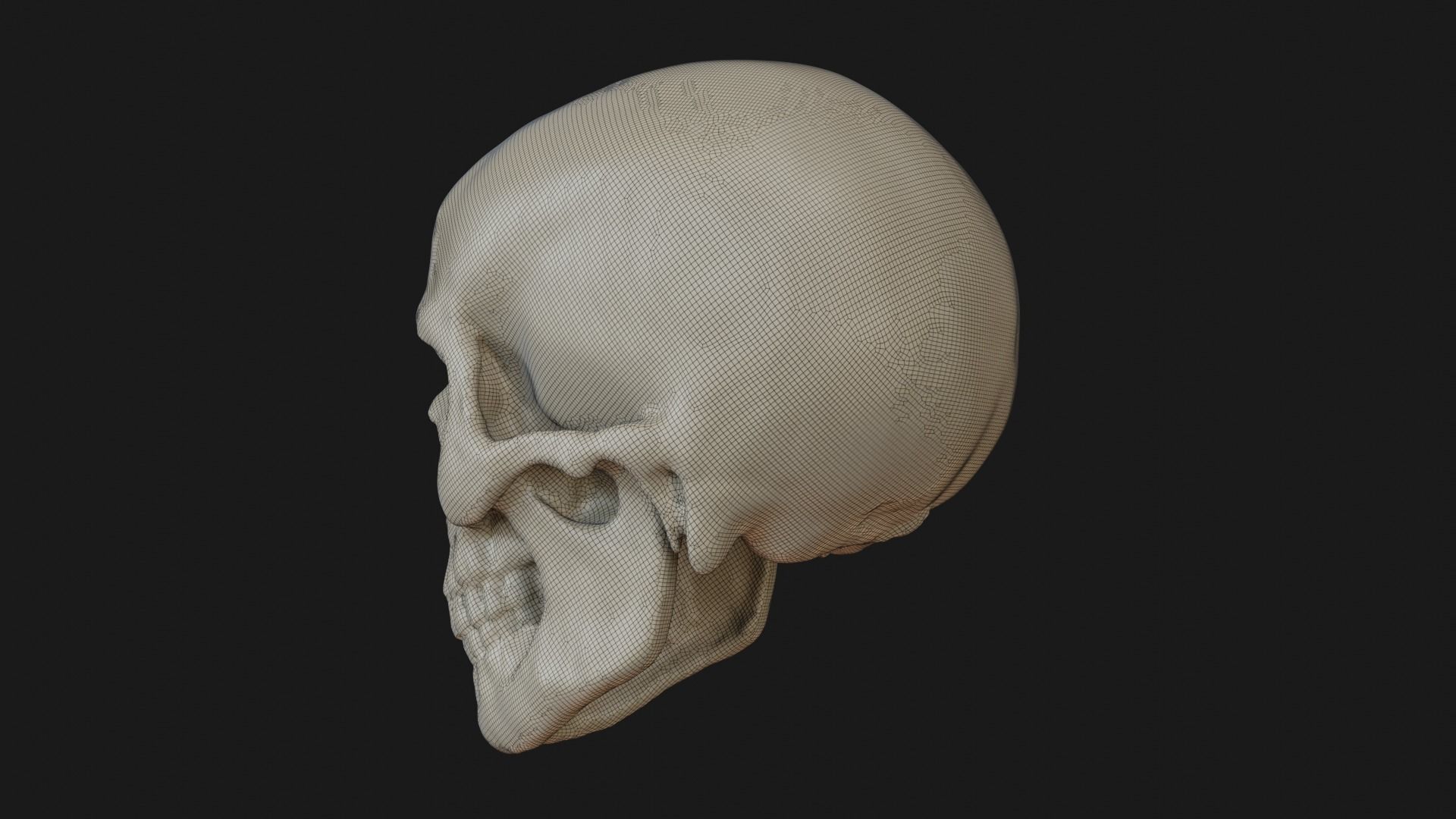 Male human skull 3D model_39